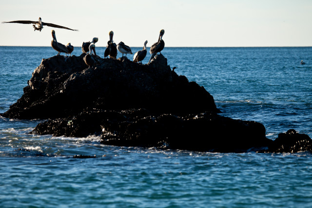 Pelicans